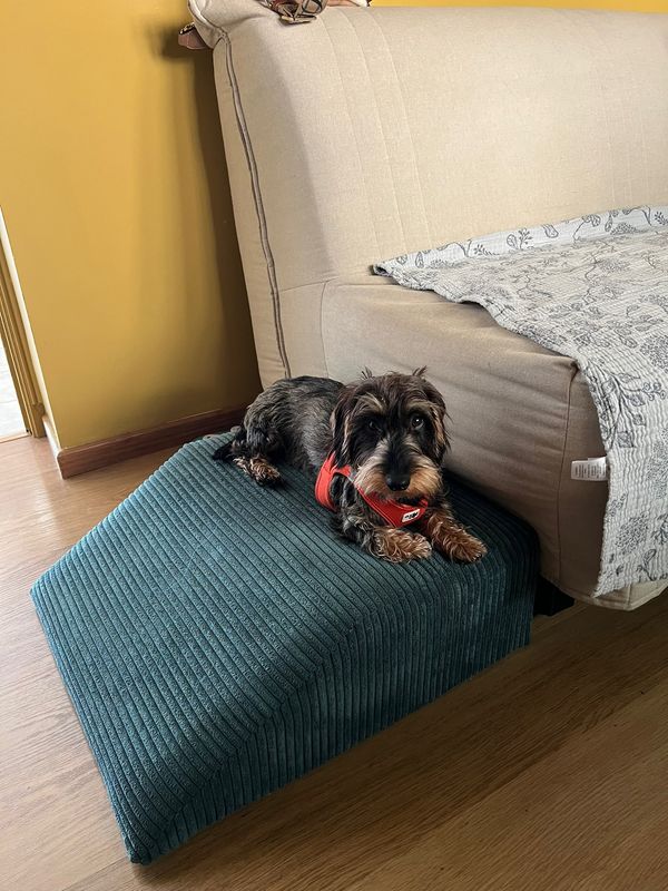 coussin chien - Marine Audinet Tapissier décorateur Charente-Maritime 17